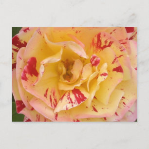 Cartes postales de la Percussion rose jaune