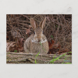 Cartes postales de lapin sauvage