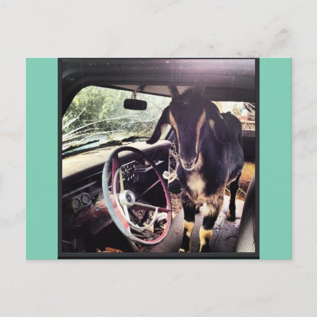 Cartes postales de l'équipe de chèvre (Devant)