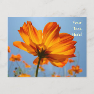 Cartes postales de marguerites orange Fleurs carte
