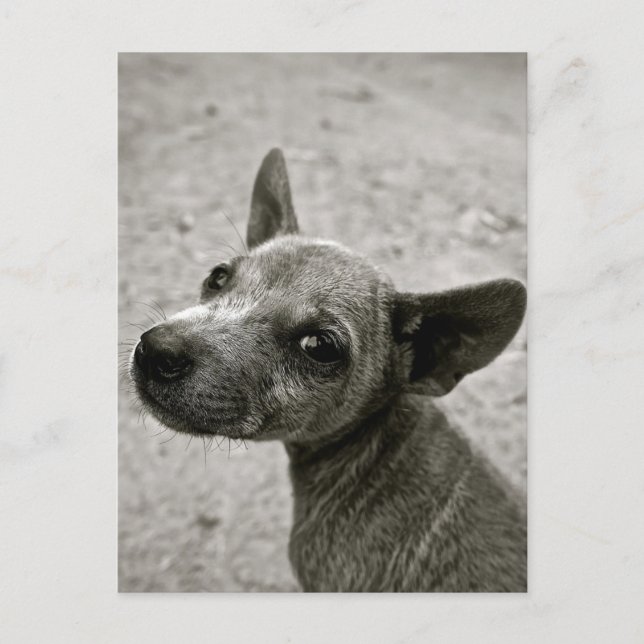 CARTES POSTALES DE PHOTOGRAPHIE DE CHIEN CUTE (Devant)