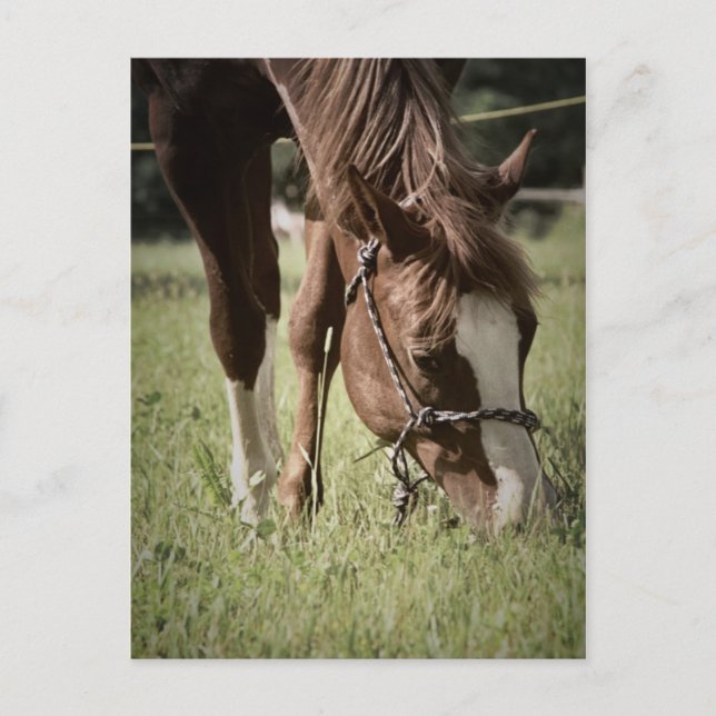 Cartes postales de pot (Devant)