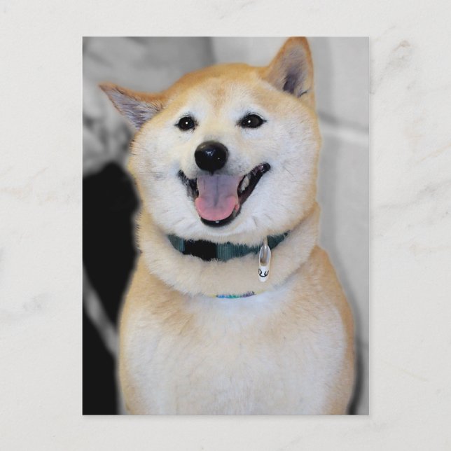 Cartes postales de race de chien Shiba Inu Orange  (Devant)