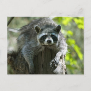 Cartes postales de ratons laveurs