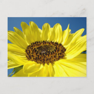 Cartes postales de Sunflower jaune vif Ciel bleu