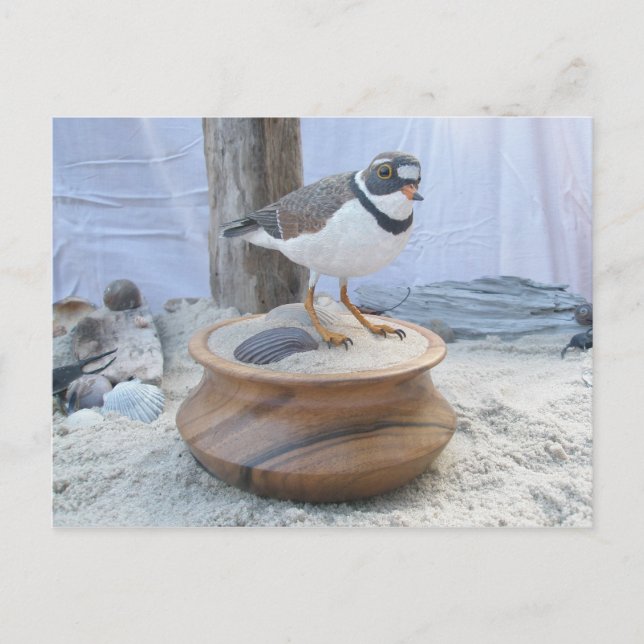 Cartes postales de vidange de tuyauterie (Devant)