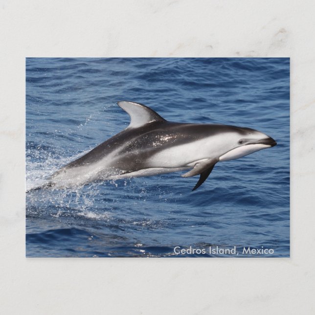 Cartes postales dégrossies blanches Pacifiques de (Devant)