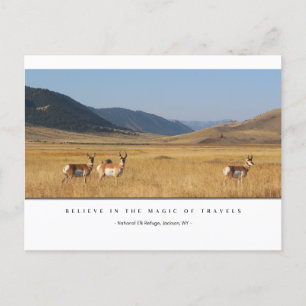 Cartes Postales d'Élan Dans Un Champ