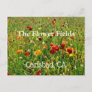 Cartes postales des champs de fleurs de Carlsbad, 