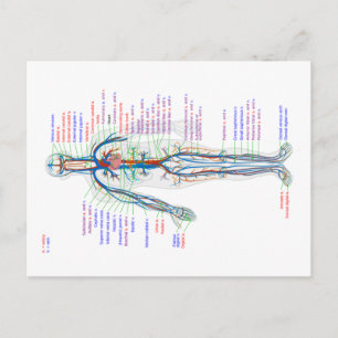 Cartes postales Diagramme Artères du système circu