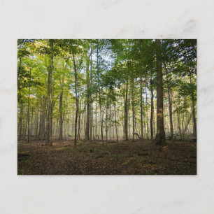 Cartes postales d'images de la nature