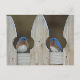 Cartes postales d'oiseau bleu