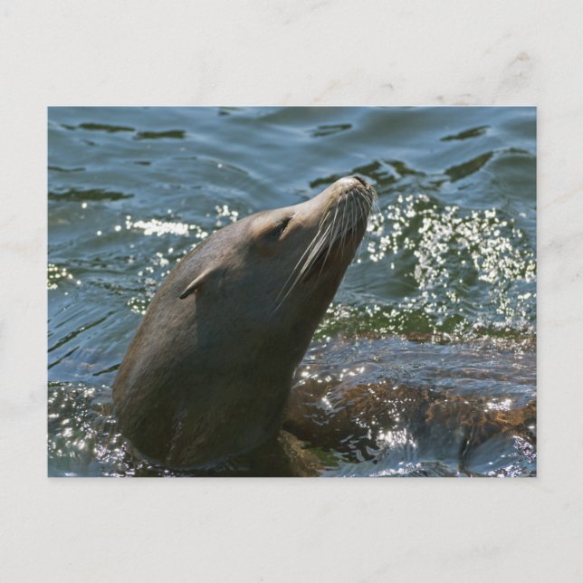 Cartes postales d'otaries (Devant)