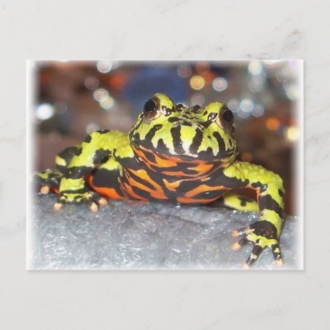 Cartes postales Drago Oriental Fire Belly Toe (Devant)