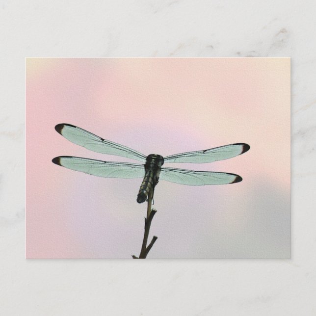 Cartes postales Dragonfly ion Pastels (Devant)