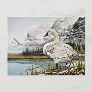 Cartes postales du cygne trompette