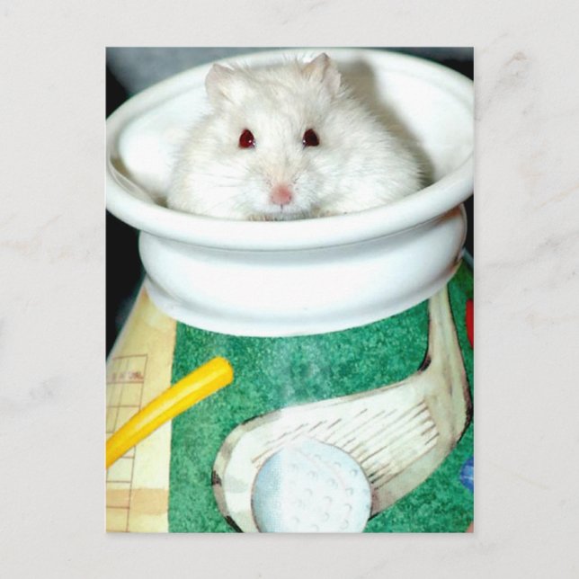 Cartes postales du Hamster de la Maison Blanche (Devant)