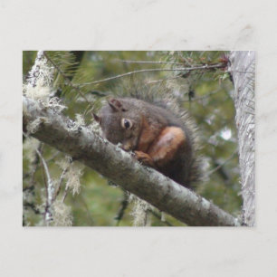 Cartes postales du membre de l'arbre