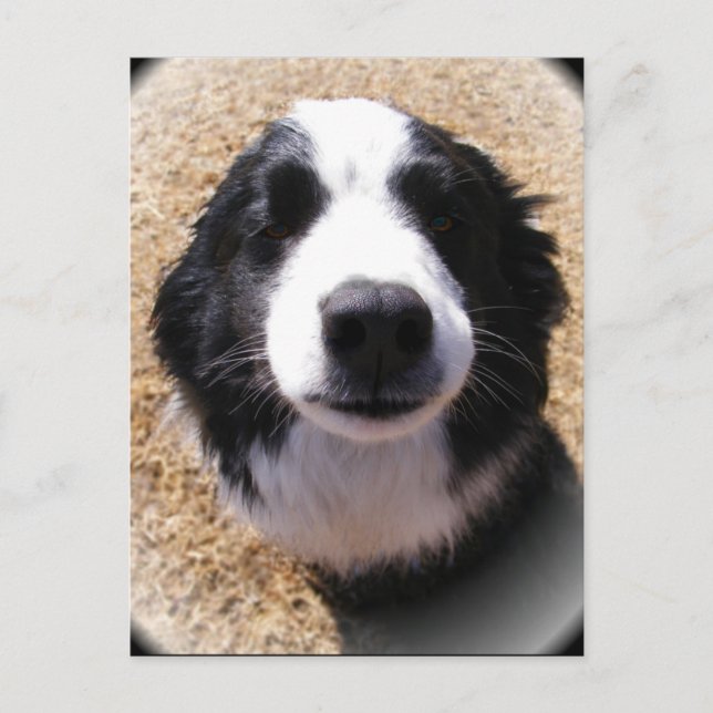 Cartes postales du nez de chien (Devant)