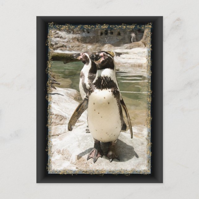 Cartes postales du Pingouin de Cute Humboldt (Devant)