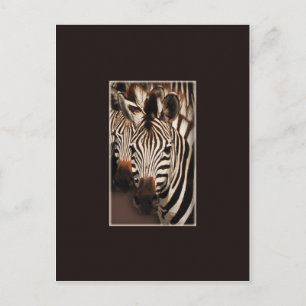 Cartes postales du safari Zebra