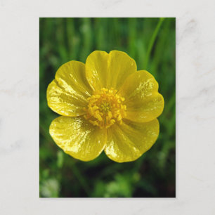 Cartes postales en coupe-beurre