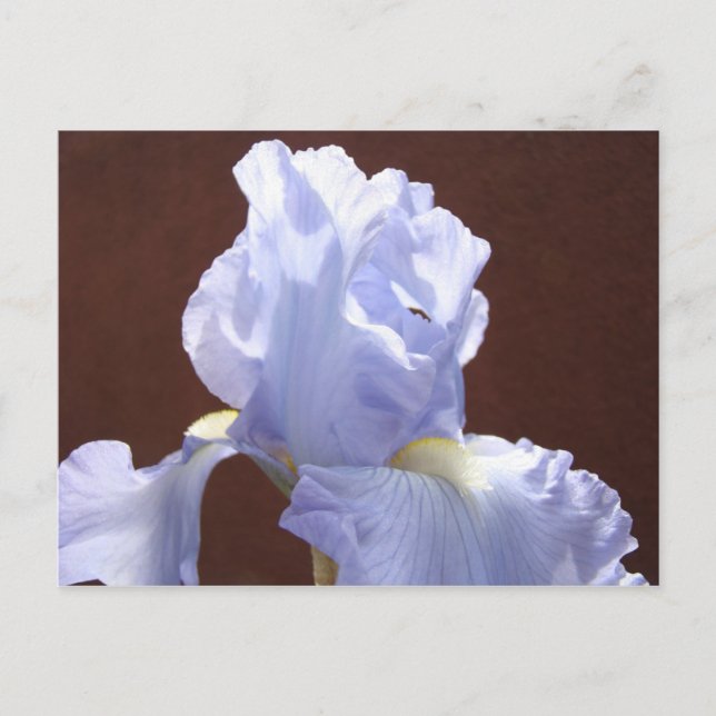 Cartes postales Fleur d'Iris Bleu Ajouter Texte (Devant)