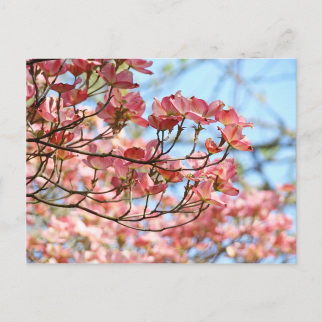 Cartes postales florales personnalisées Fleurs de  (Devant)