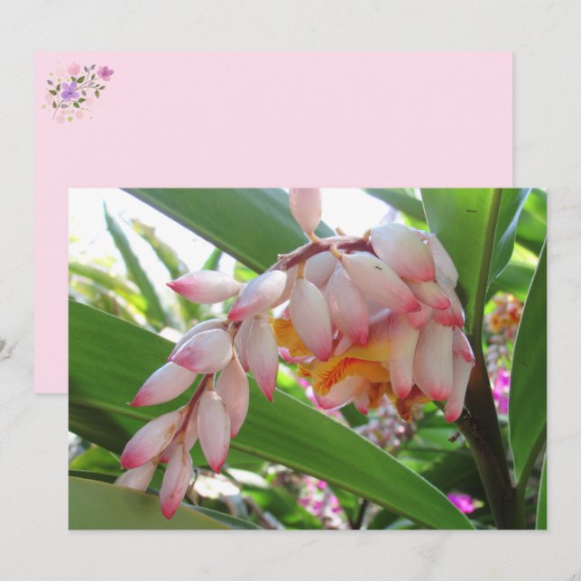 Cartes postales florales Shell Ginger Flowers (Devant / Derrière)
