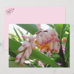 Cartes postales florales Shell Ginger Flowers