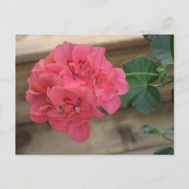 Cartes postales Geraniums roses (Devant)