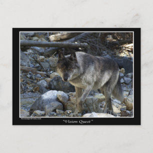Cartes postales Grey Wolf