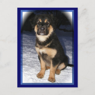 Cartes postales GSD Mix