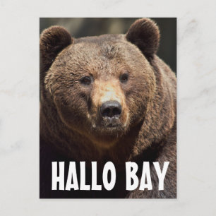 CARTES POSTALES HALLO BAY GRIZZLY BEAR