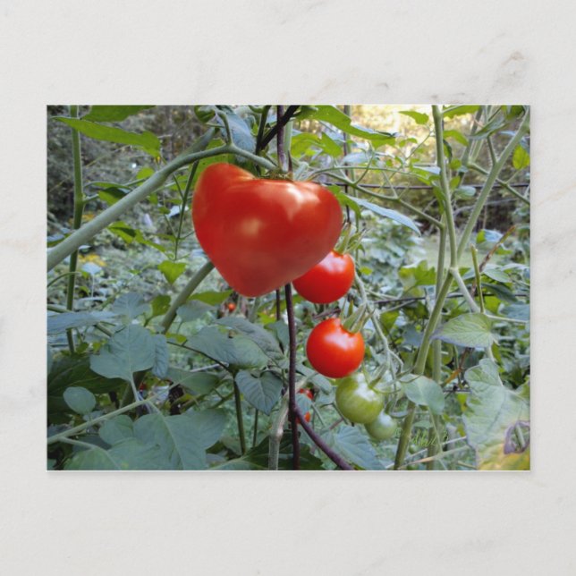 Cartes postales Heart Tomato Summer in New Hampshi (Devant)