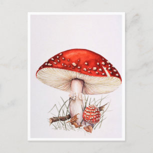 Cartes postales - Illustration des champignons de 