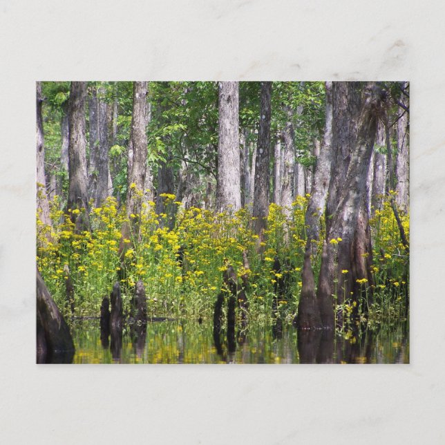 Cartes postales jaunes (Devant)