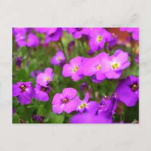 Cartes Postales Jolies Pansies Violettes