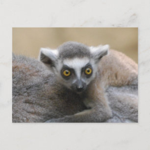 Cartes postales Lemur Baby