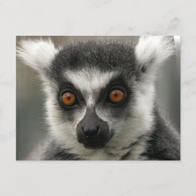 Cartes postales Lemur Face (Devant)