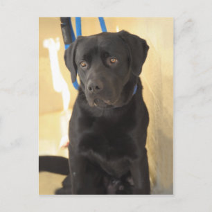 Cartes postales Mastiff/Chocolat Labrador Retrieve