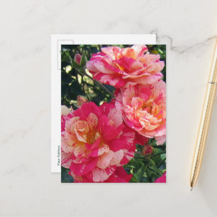 Cartes postales modifiables de roses rayées rouges