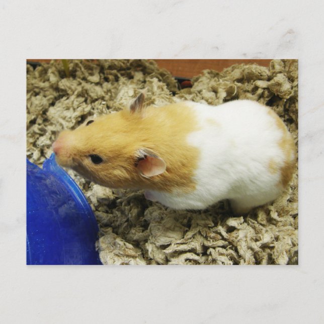 Cartes postales Orange Shelter Hamster (Devant)