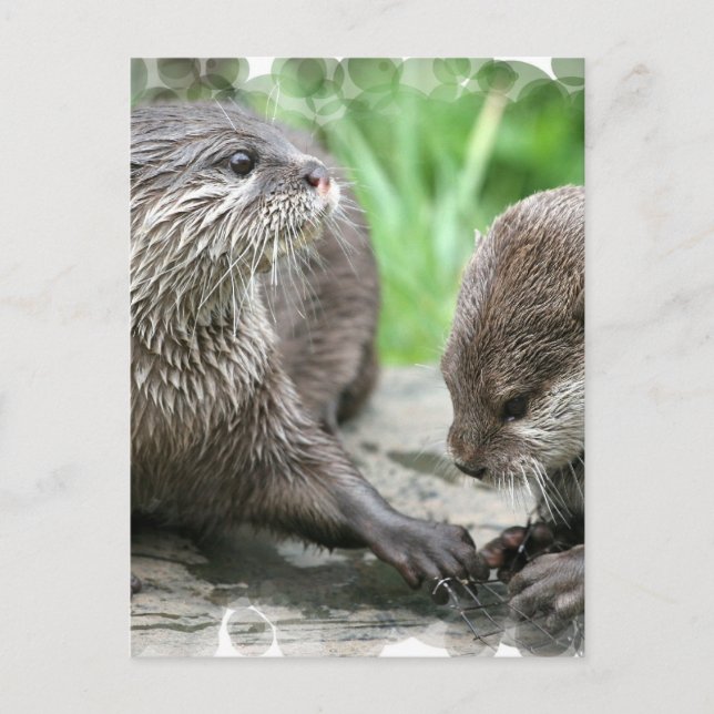 Cartes postales Otter Habitat (Devant)