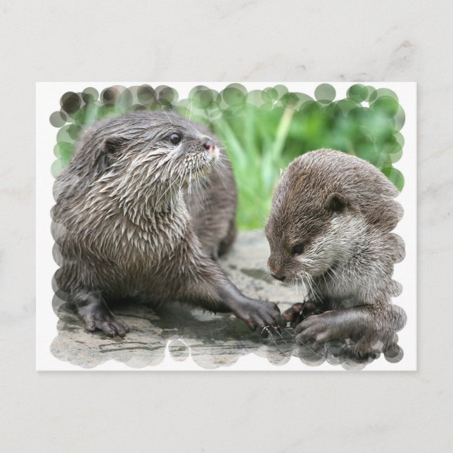 Cartes postales Otter Habitat (Devant)