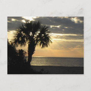 Cartes postales Pam Tree