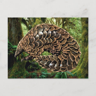 Cartes postales Pangolin