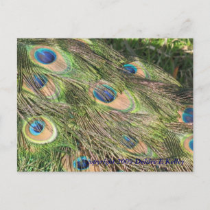Cartes postales Peacock Tail Feathers