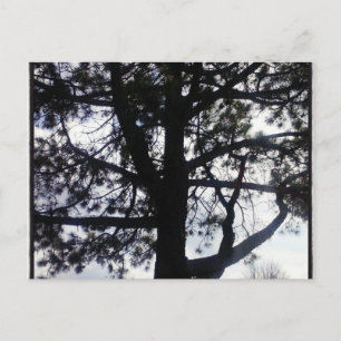 Cartes postales personnalisées de l'arbre des pins