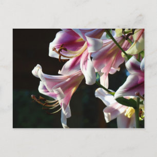 Cartes postales personnalisées Fleurs de lys roses